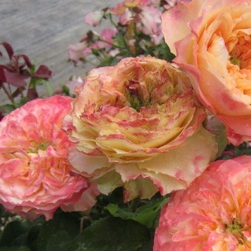 Shop - Rosa Ros'Odile™ - gelb - rosa - floribunda-grandiflora rosen  - diskret duftend - Dominique Massad - Die dekorativen, vollgefüllten Blüten der RosÓdile erinnern an altertümliche Rosen, aber ihre besondere Farbenwelt verleiht ihr ein modernes Äußere